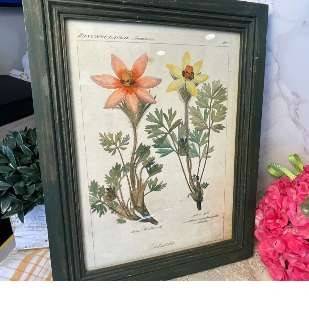 Antique botanical illustration Pulsatilla plant Pasque flower - Picture 2 of 7